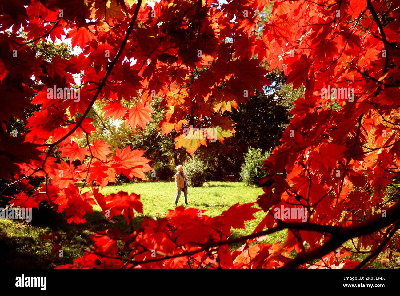 Die Blätter der Bäume in den Sir Harold Hiller Gardens in der Nähe von Romsey, Hants, färben sich in einem spektakulären Rotton, als der Herbst mit einer Farbenpracht eintrifft. Pic Mike Walker,2011 Mike Walker Pictures Stockfoto