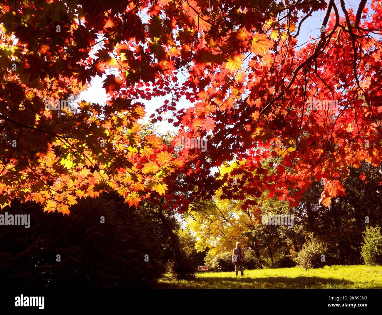 Die Blätter der Bäume in den Sir Harold Hiller Gardens in der Nähe von Romsey, Hants, färben sich in einem spektakulären Rotton, als der Herbst mit einer Farbenpracht eintrifft. Pic Mike Walker,2016 Mike Walker Pictures Stockfoto