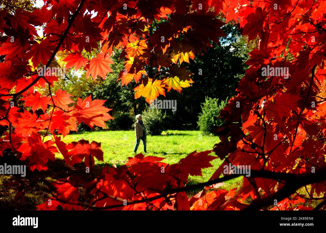 Die Blätter der Bäume in den Sir Harold Hiller Gardens in der Nähe von Romsey, Hants, färben sich in einem spektakulären Rotton, als der Herbst mit einer Farbenpracht eintrifft. Pic Mike Walker, Mike Walker Pictures 2016 Stockfoto