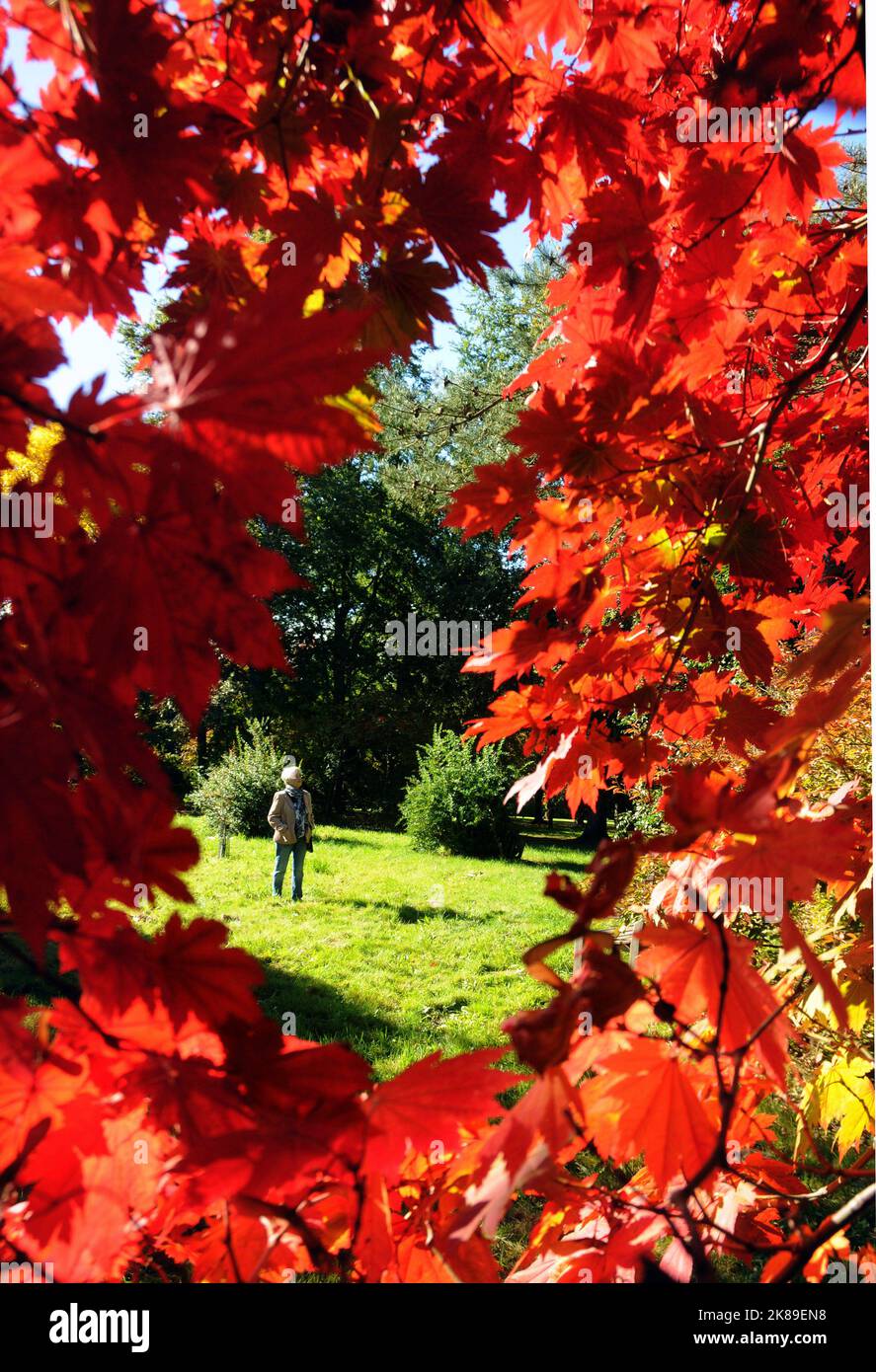 Die Blätter der Bäume in den Sir Harold Hiller Gardens in der Nähe von Romsey, Hants, färben sich in einem spektakulären Rotton, als der Herbst mit einer Farbenpracht eintrifft. Pic Mike Walker,2016 Mike Walker Pictures Stockfoto