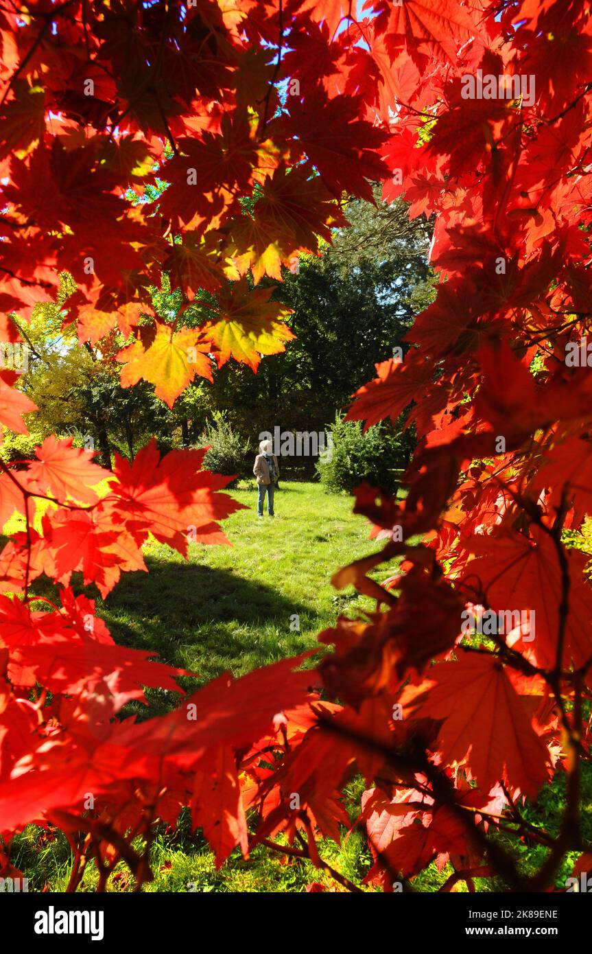 Die Blätter der Bäume in den Sir Harold Hiller Gardens in der Nähe von Romsey, Hants, färben sich in einem spektakulären Rotton, als der Herbst mit einer Farbenpracht eintrifft. Pic Mike Walker, 2016 Stockfoto