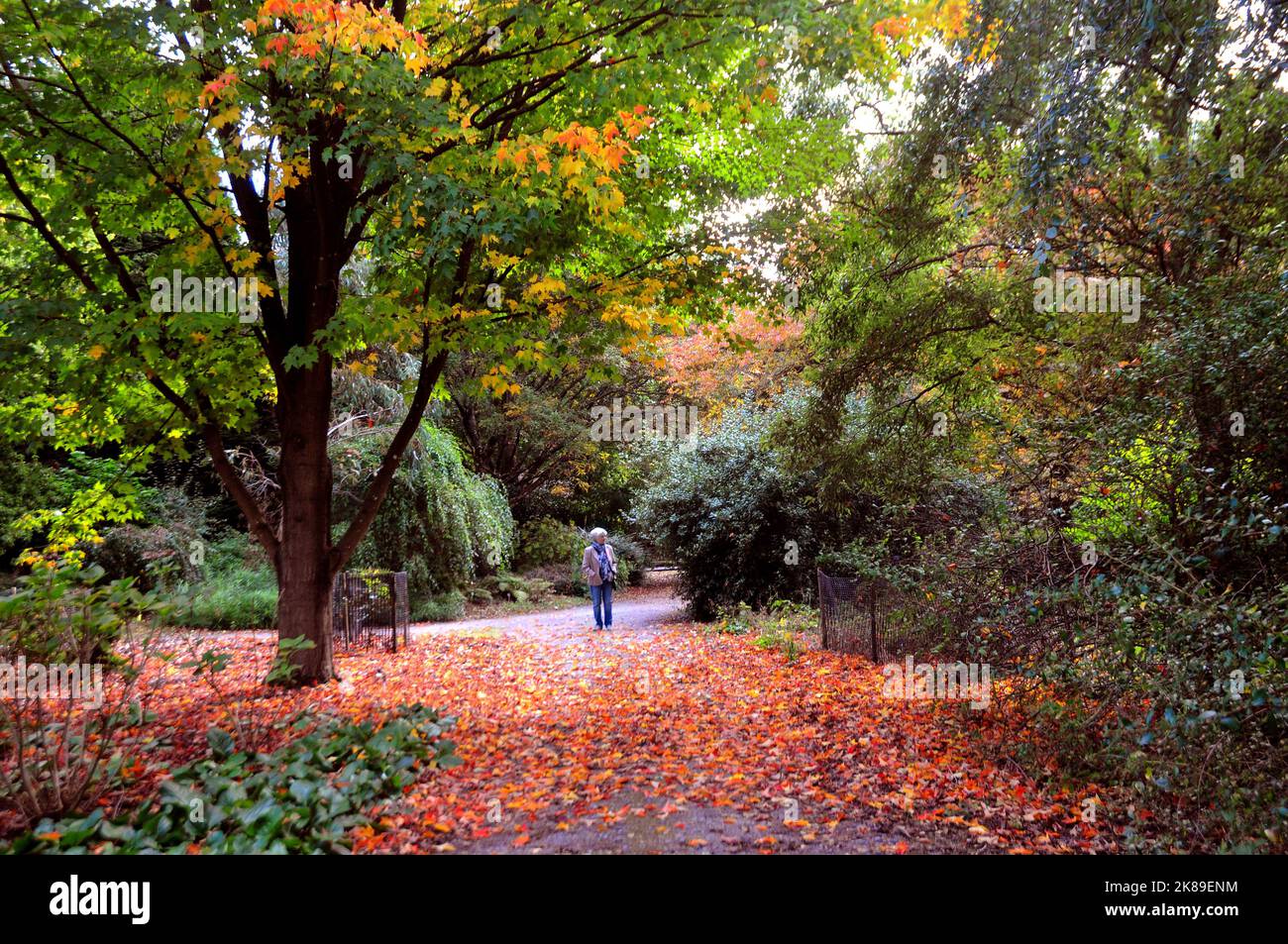 Auf den Bäumen der Sir Harold Hiller Gardens in der Nähe von Romsey beginnen sich die Blätter zu färben, Hants Pic Mike Walker,2016 Mike Walker Pictures Stockfoto