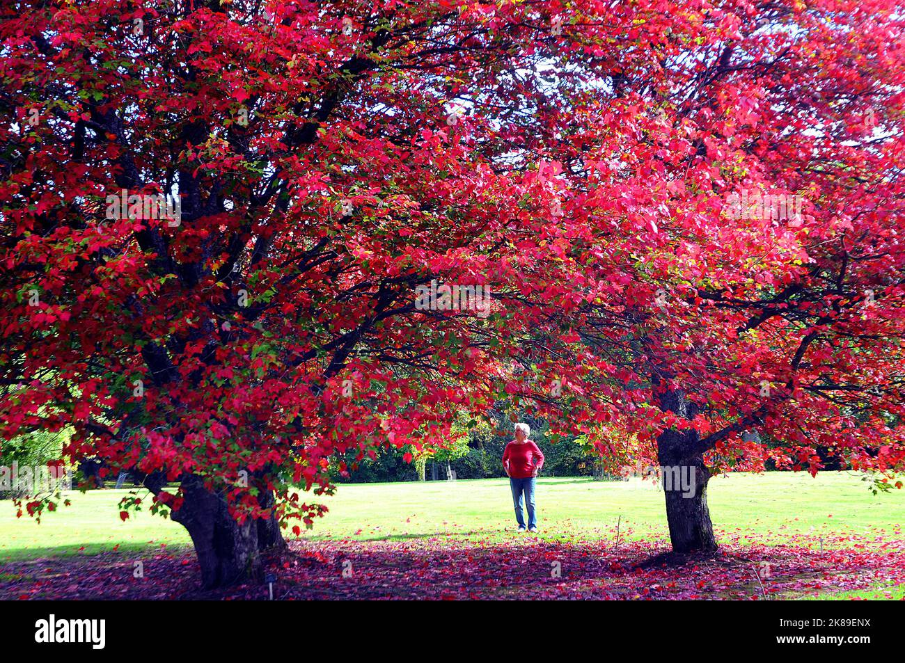 Die Blätter der Bäume in den Sir Harold Hiller Gardens in der Nähe von Romsey, Hants, färben sich in einem spektakulären Rotton, als der Herbst mit einer Farbenpracht eintrifft. Pic Mike Walker,2016 Mike Walker Pictures Stockfoto