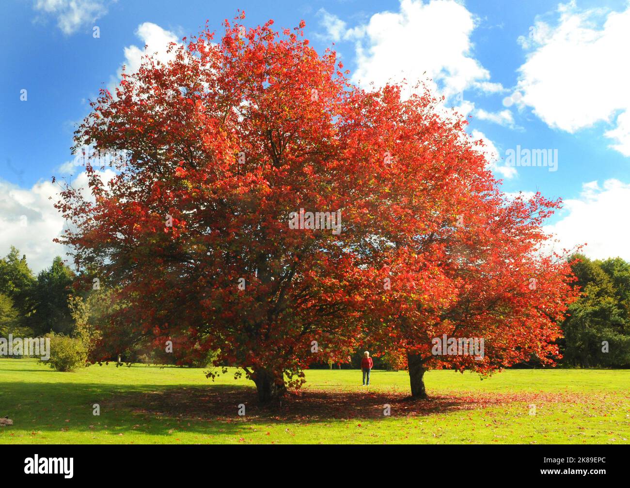 Die Blätter der Bäume in den Sir Harold Hiller Gardens in der Nähe von Romsey, Hants, färben sich in einem spektakulären Rotton, als der Herbst mit einer Farbenpracht eintrifft. Pic Mike Walker, Mike Walker Pictures,2016 Stockfoto