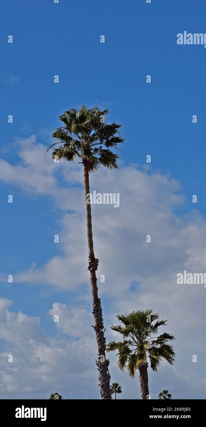 Palmen in Kalifornien Stockfoto