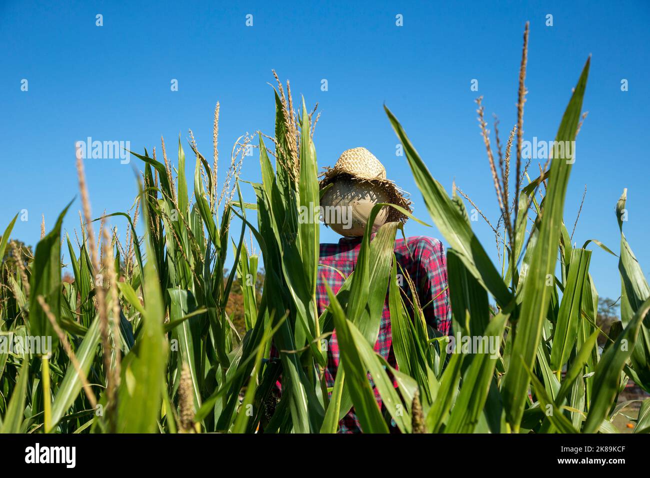 Eine Vogelscheuche in einem Maisfeld Stockfoto