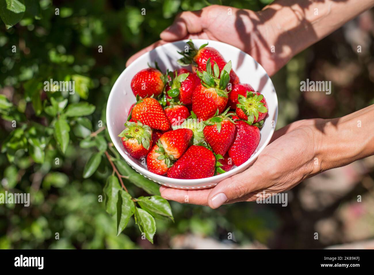 Hände mit einer Schüssel voller Erdbeeren. Gesunde Ernährung Konzept, Früchte. Stockfoto