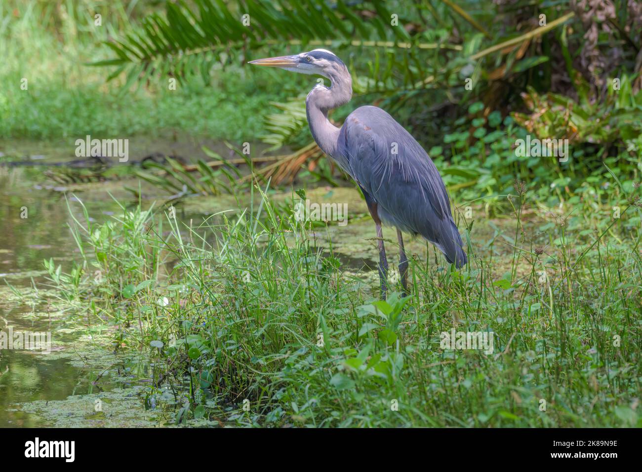 Großer Blaureiher steht im Florida Sumpf Stockfoto