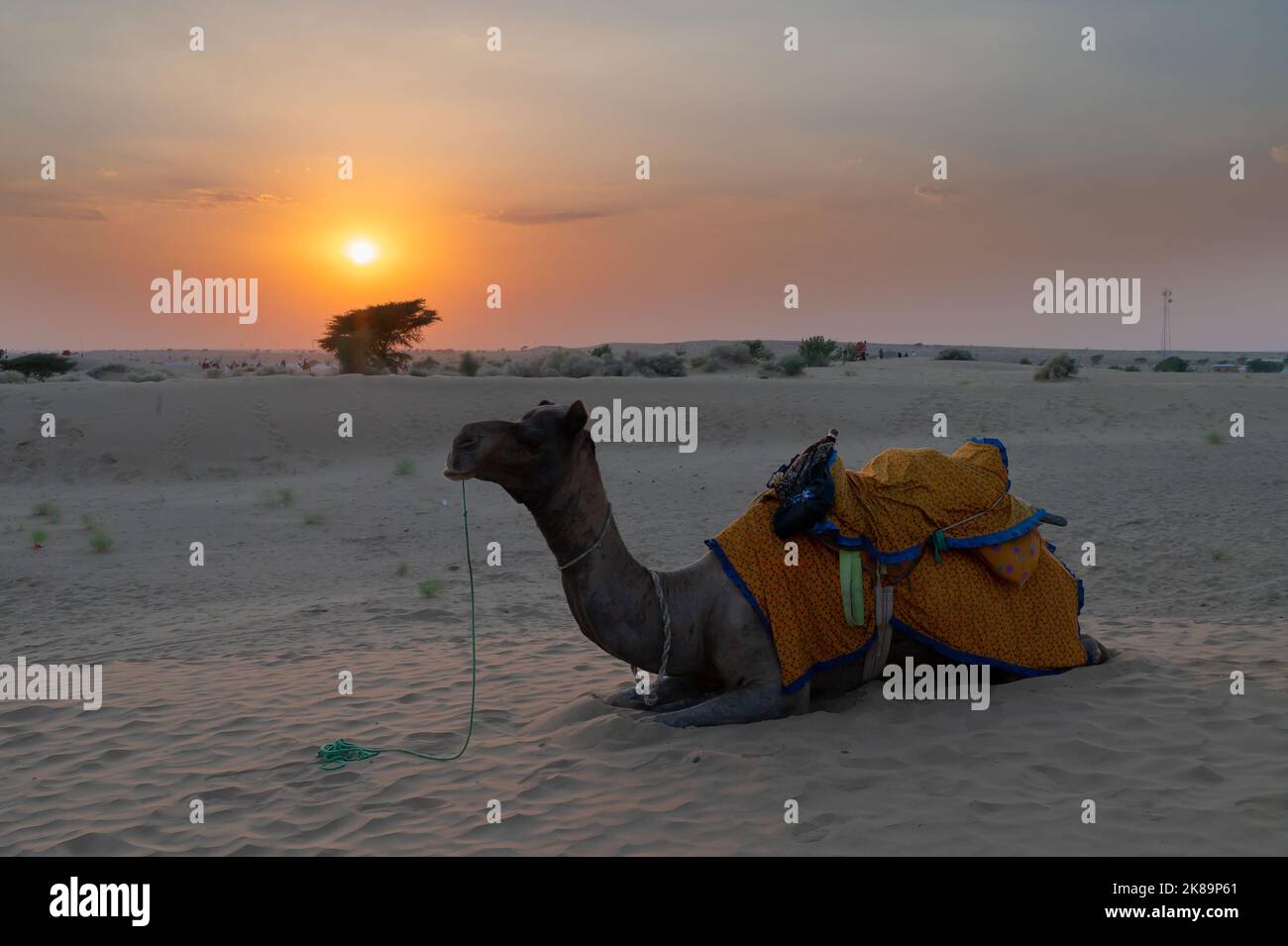 Ein Kamel, Camelus dromedarius, gekleidet in traditionellen Rajasthani-Kleid, an den Sanddünen der Thar-Wüste, Rajasthan, Indien. Kamelreiten ist ein Lieblingssport. Stockfoto