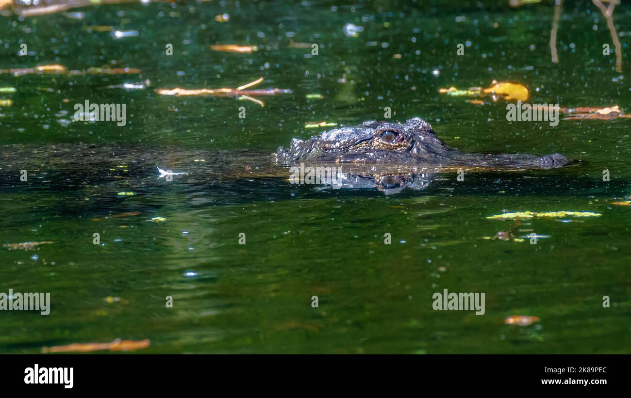 American Alligator beim Schwimmen im See, Nahaufnahme des Kopfes. Stockfoto