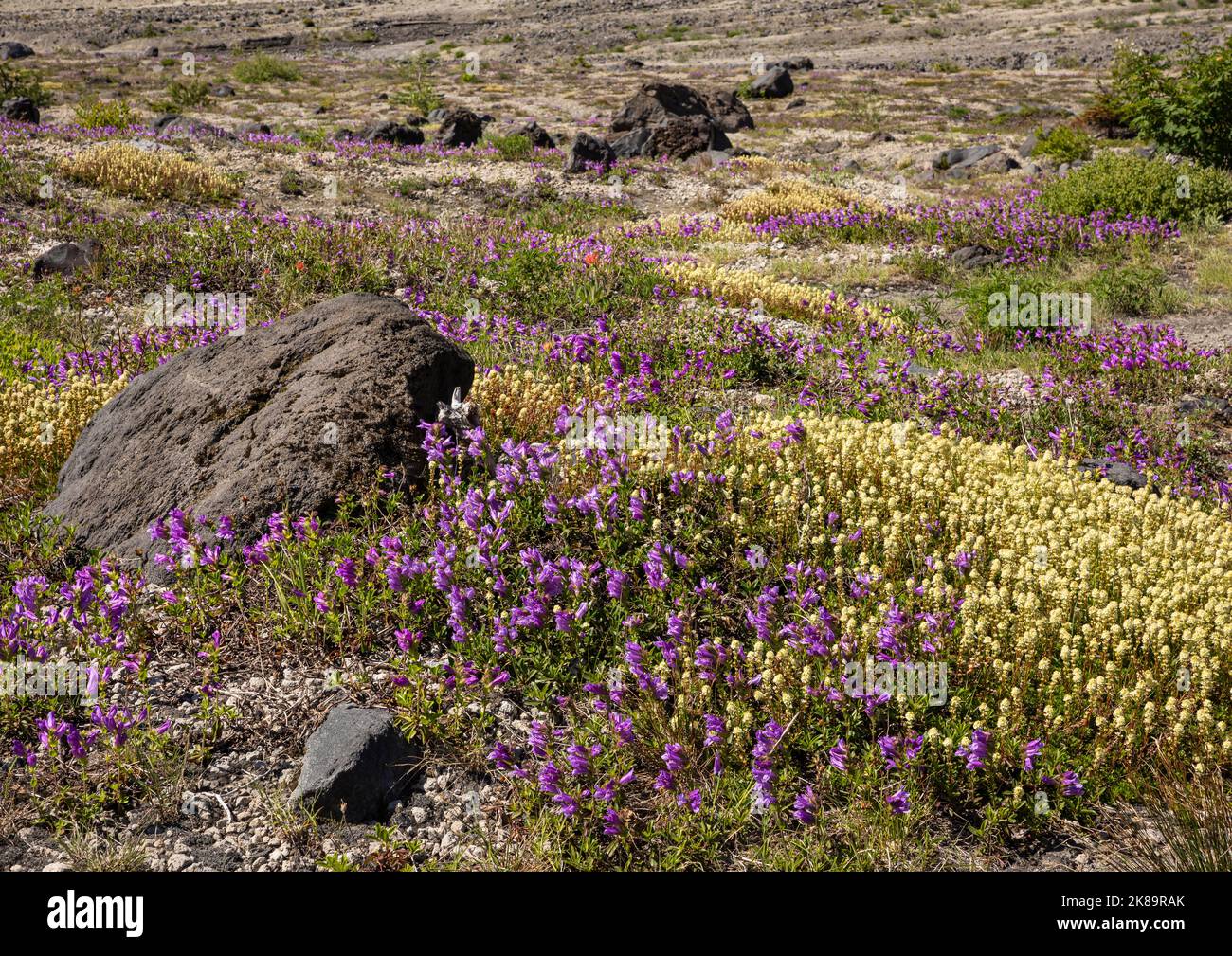 WA22492-00...WASHINGTON - Matten aus violettem Penstemon gelbem Partridgefoot auf der Ebene Abrahams im Mount St. Helens National Volcanic Monument. Stockfoto