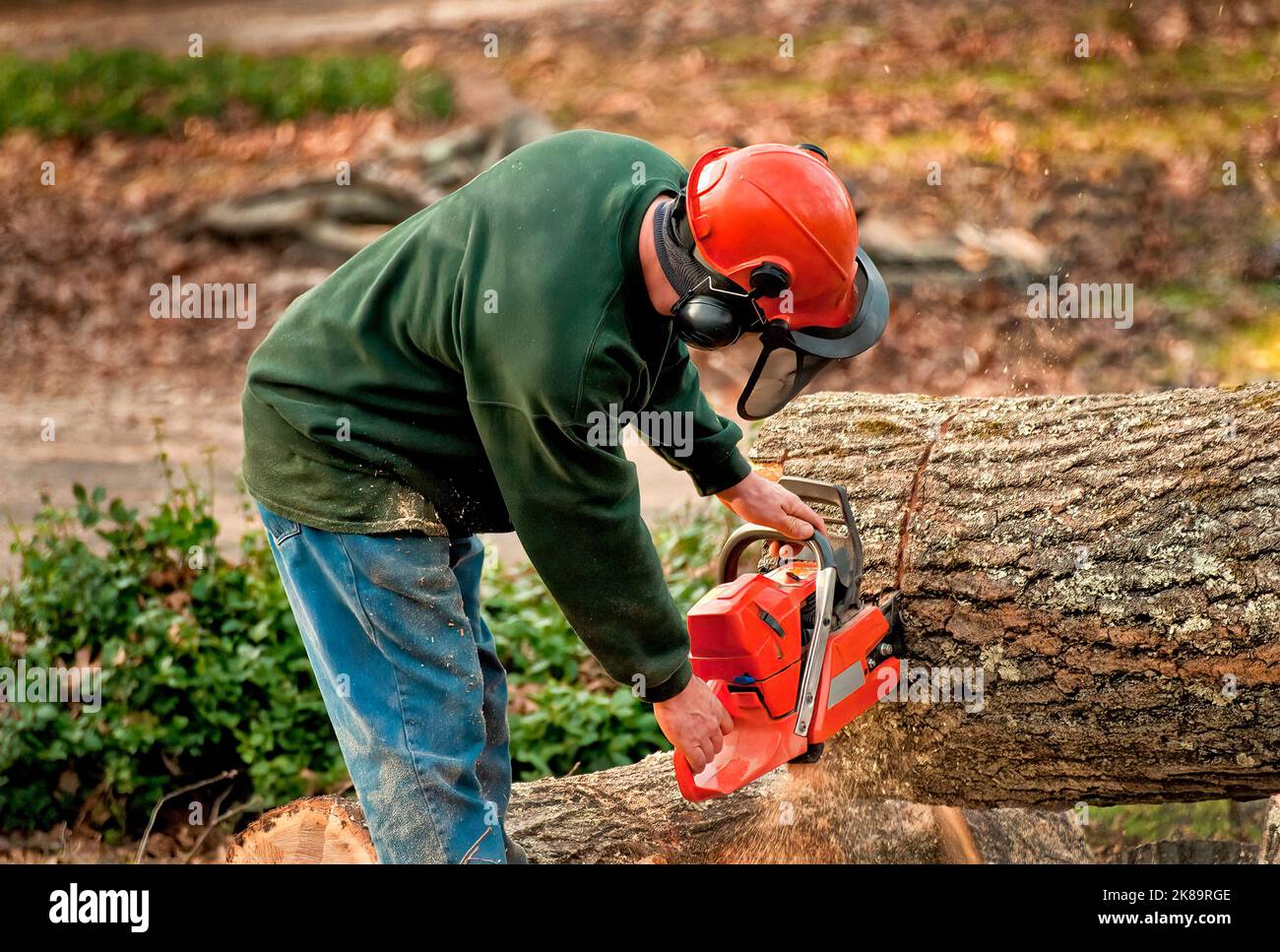 Arbeiter schneidet Eichenbäume mit einer Kettensäge. Stockfoto