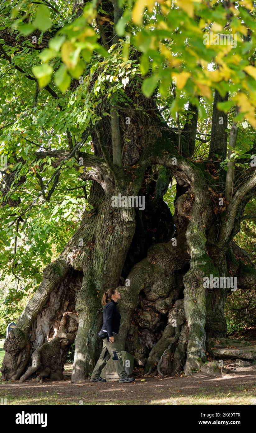 PRODUKTION - 21. Oktober 2022, Sachsen, Collm: Auf dem Friedhof in