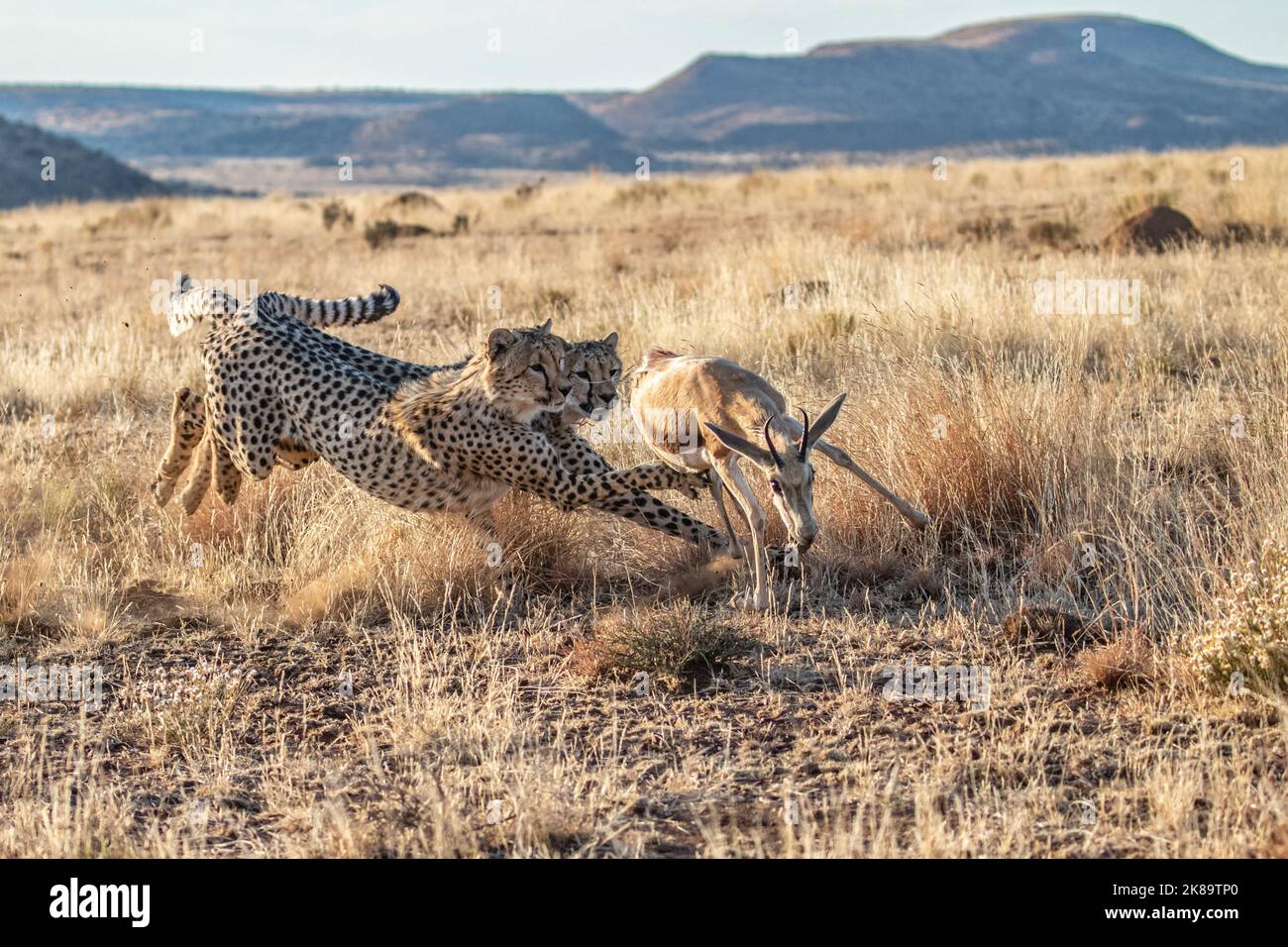 Geparden auf der Jagd nach einem Springbock, Foto einer Safari in Südafrika Stockfoto