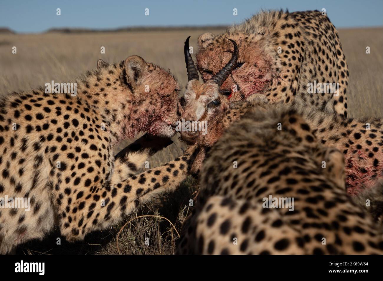 Geparden auf einer Jagd, fotografiert auf einer Safari in Südafrika Stockfoto