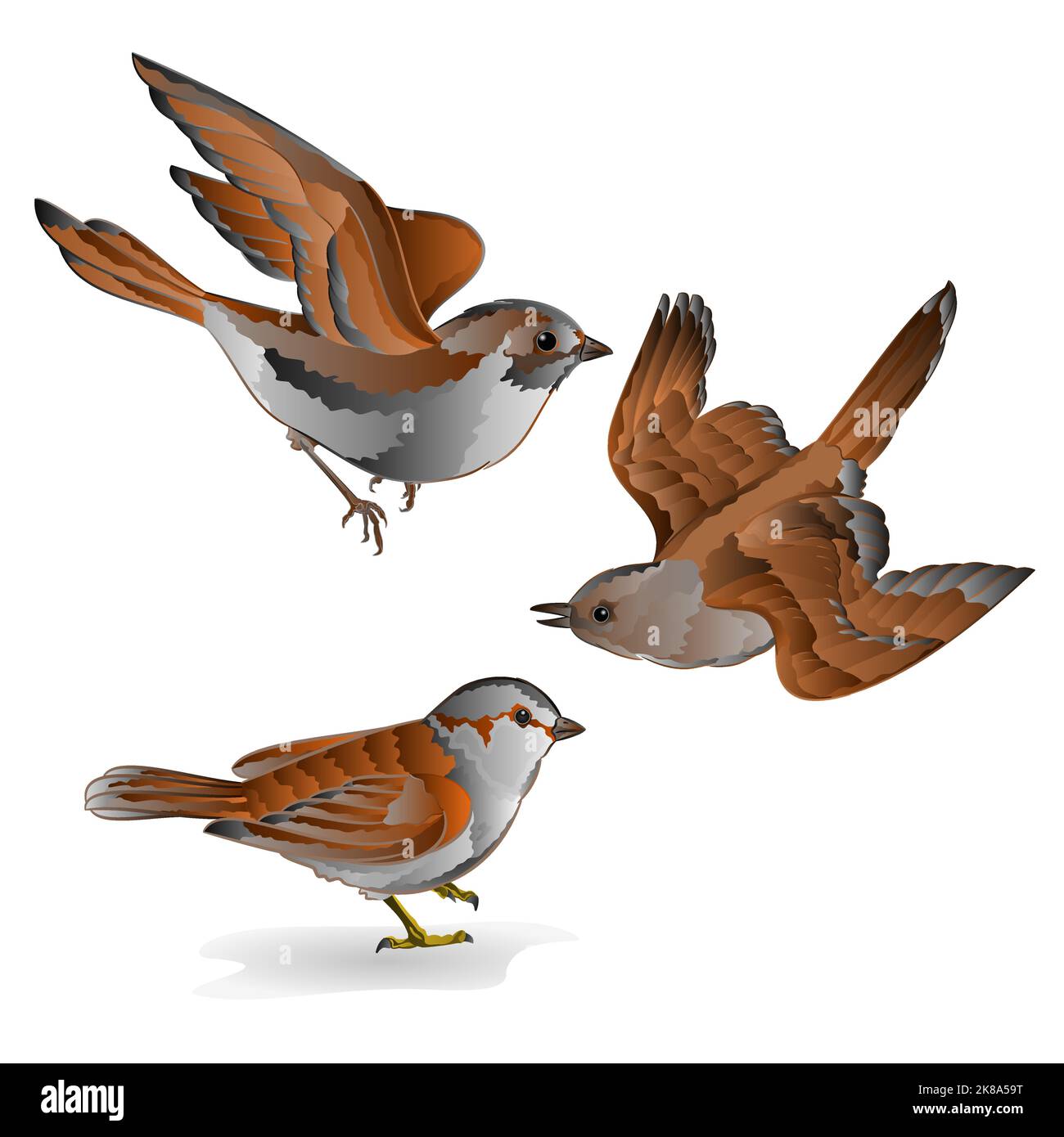 Kleine Vögel cub Sperling Passer domesticus vintage set fünften Vektor Tiere Illustration Hand zeichnen Stock Vektor