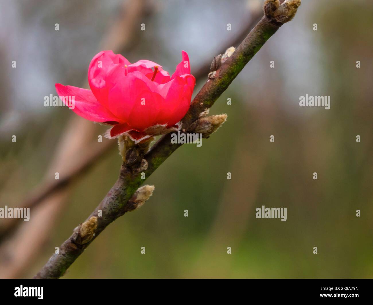 Pfirsichblüten signalisieren das Kommen des Frühlings. Mondneujahr in Ha Noi, Vietnam Stockfoto
