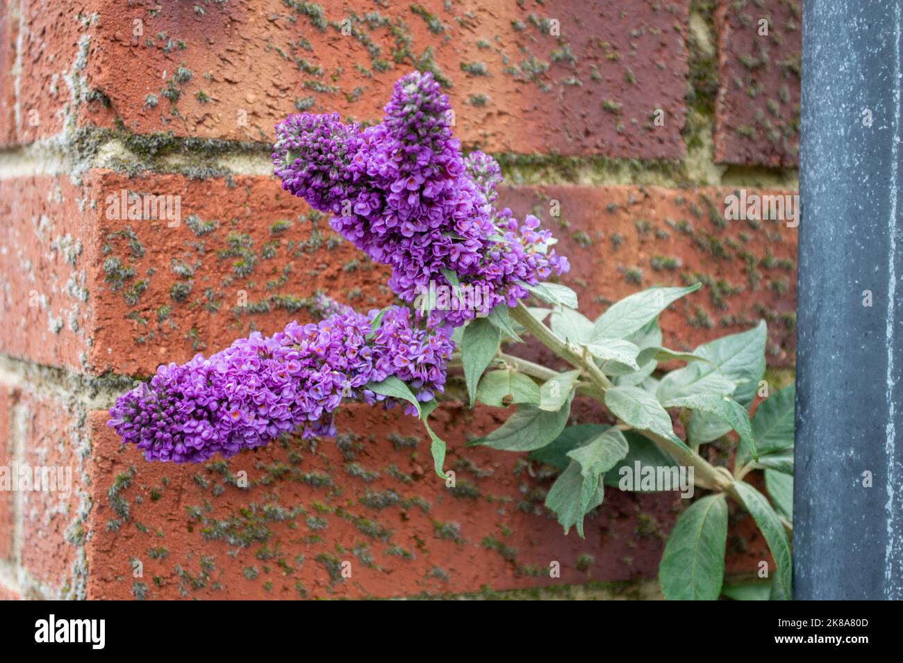 Miniatur-Buddleia Wächst Durch Zaun Stockfoto