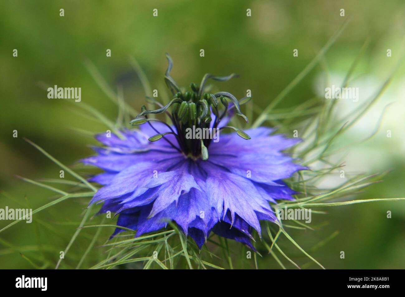 Leuchtend blaue Blume von schwarzem Kümmel oder schwarzem Kreuzkümmel oder Nigella oder Kalonji (Nigella sativa) aus der Nähe Stockfoto