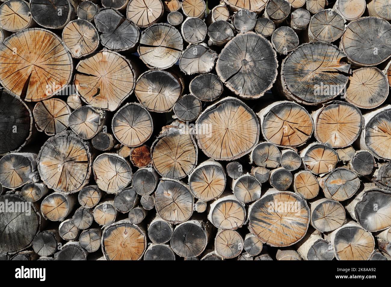 Verschiedene runde Holzscheiben als Hintergrund auf einem Brett  Stockfotografie - Alamy