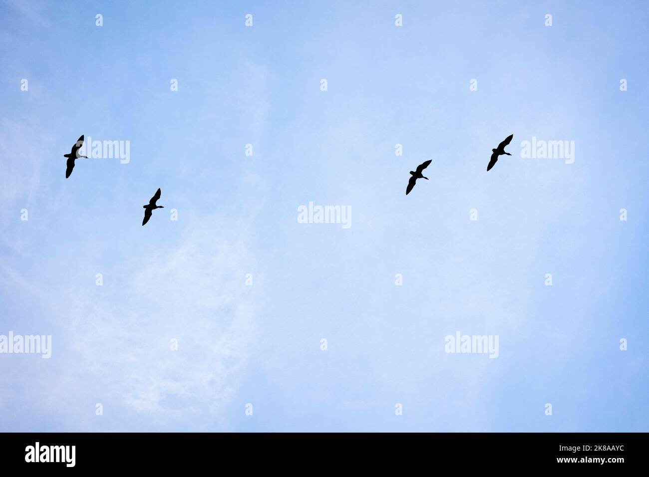 Wedemark, Deutschland. 22. Oktober 2022. Am Morgen fliegen Vögel über die Region Hannover. Quelle: Moritz Frankenberg/dpa/Alamy Live News Stockfoto