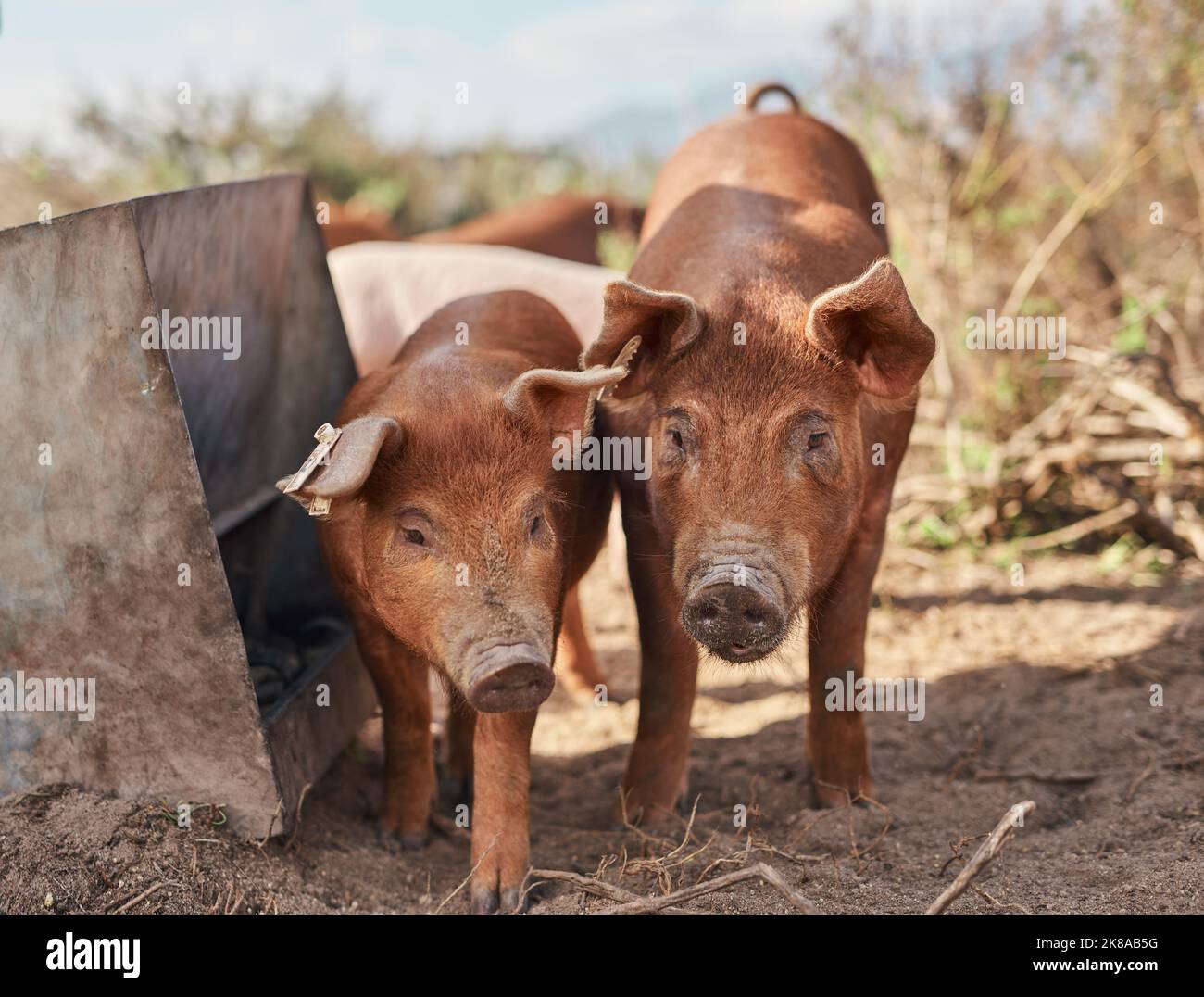 Ein Schwein, das kostenlos ist, ist super glücklich. Schweine, die auf einem Bauernhof herumlaufen. Stockfoto