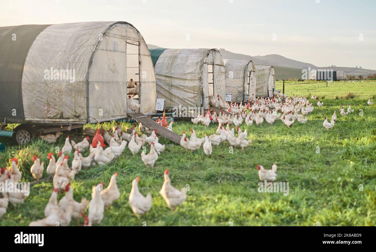Das werteste Geflügel des Landes. Hühner und ein Hühnerhaus auf einem Bauernhof. Stockfoto