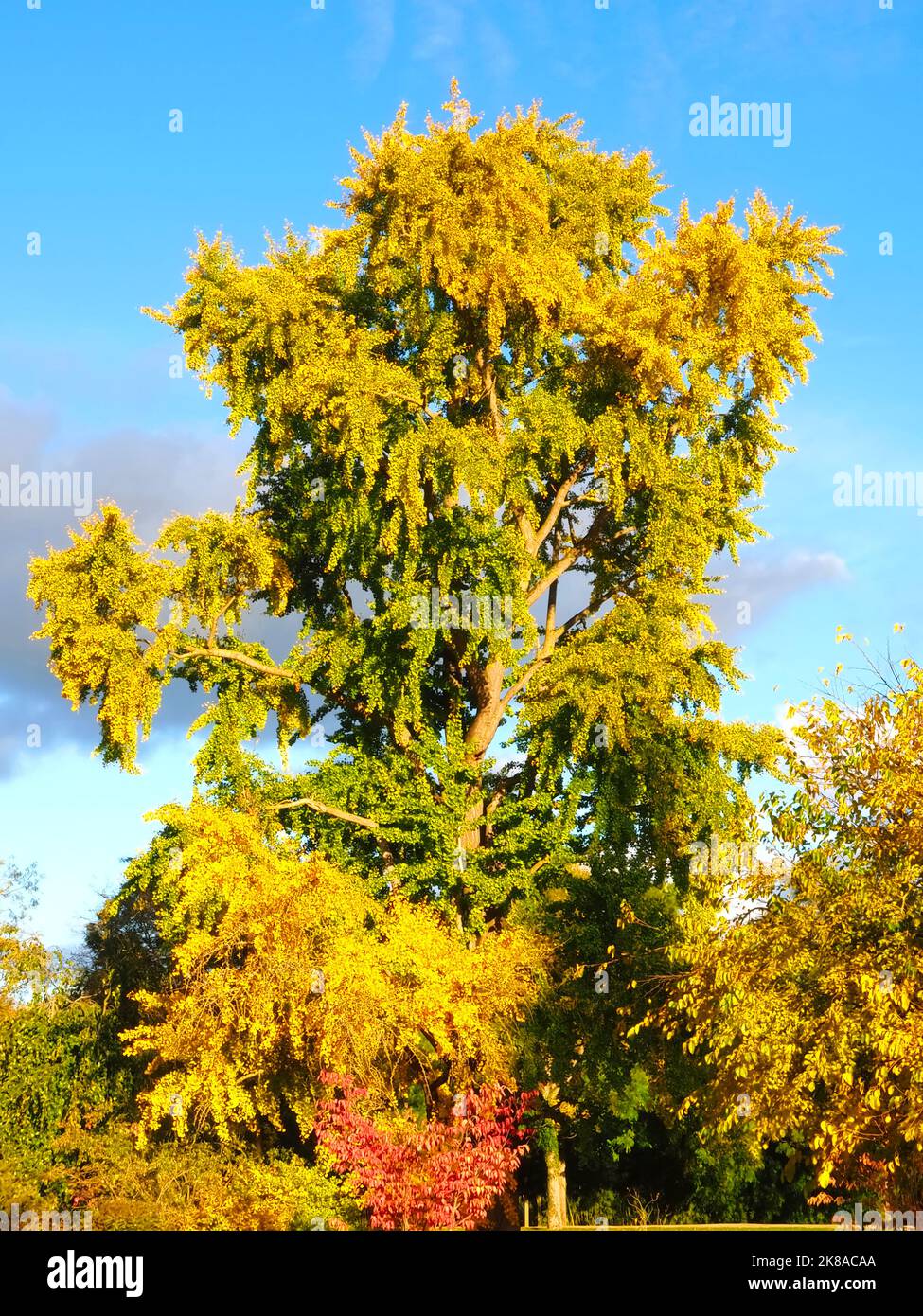 Großer Ginkgo biloba Baum in Herbstfarben Stockfoto