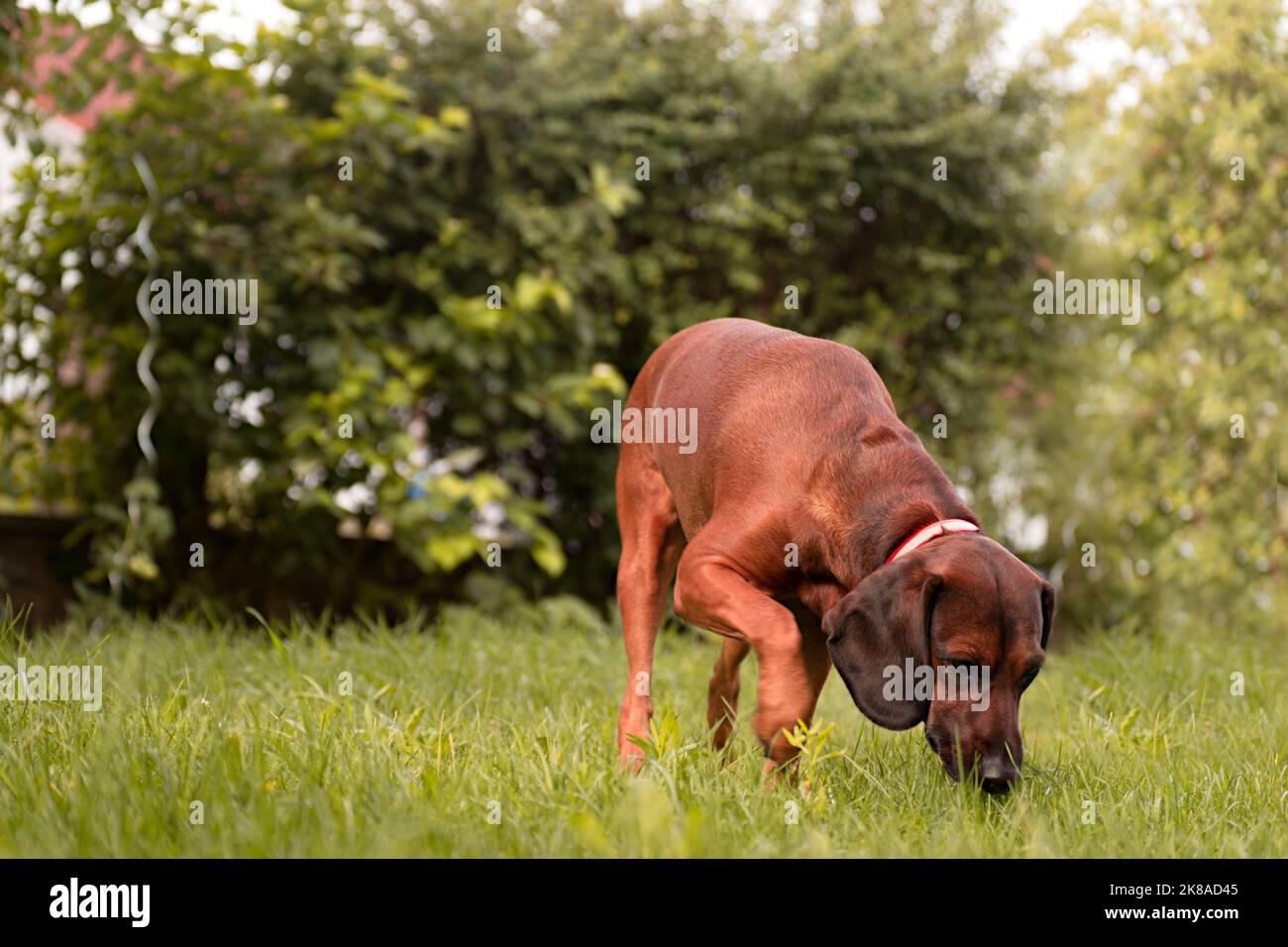 Bayerischer Gebirgsschweißhund Gismo Stockfoto