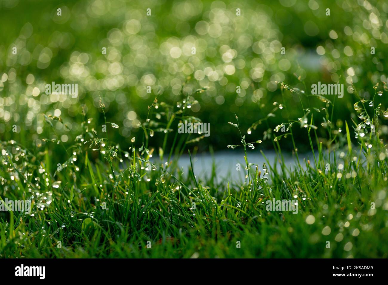 Hellgrün verschwommener Grashintergrund mit Wassertropfen. Stockfoto
