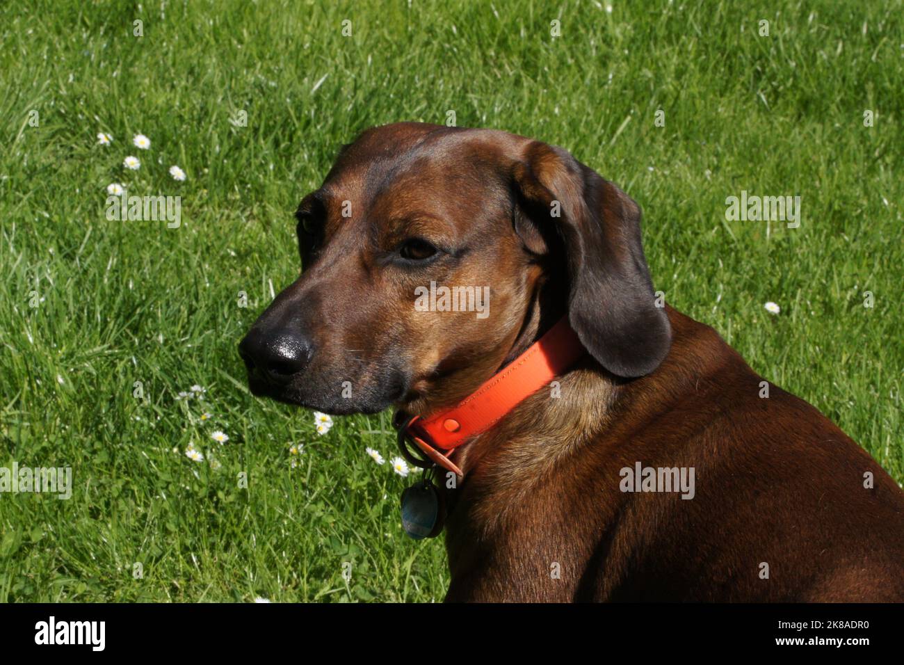 Bayerischer Gebirgsschweißhund Gismo Stockfoto