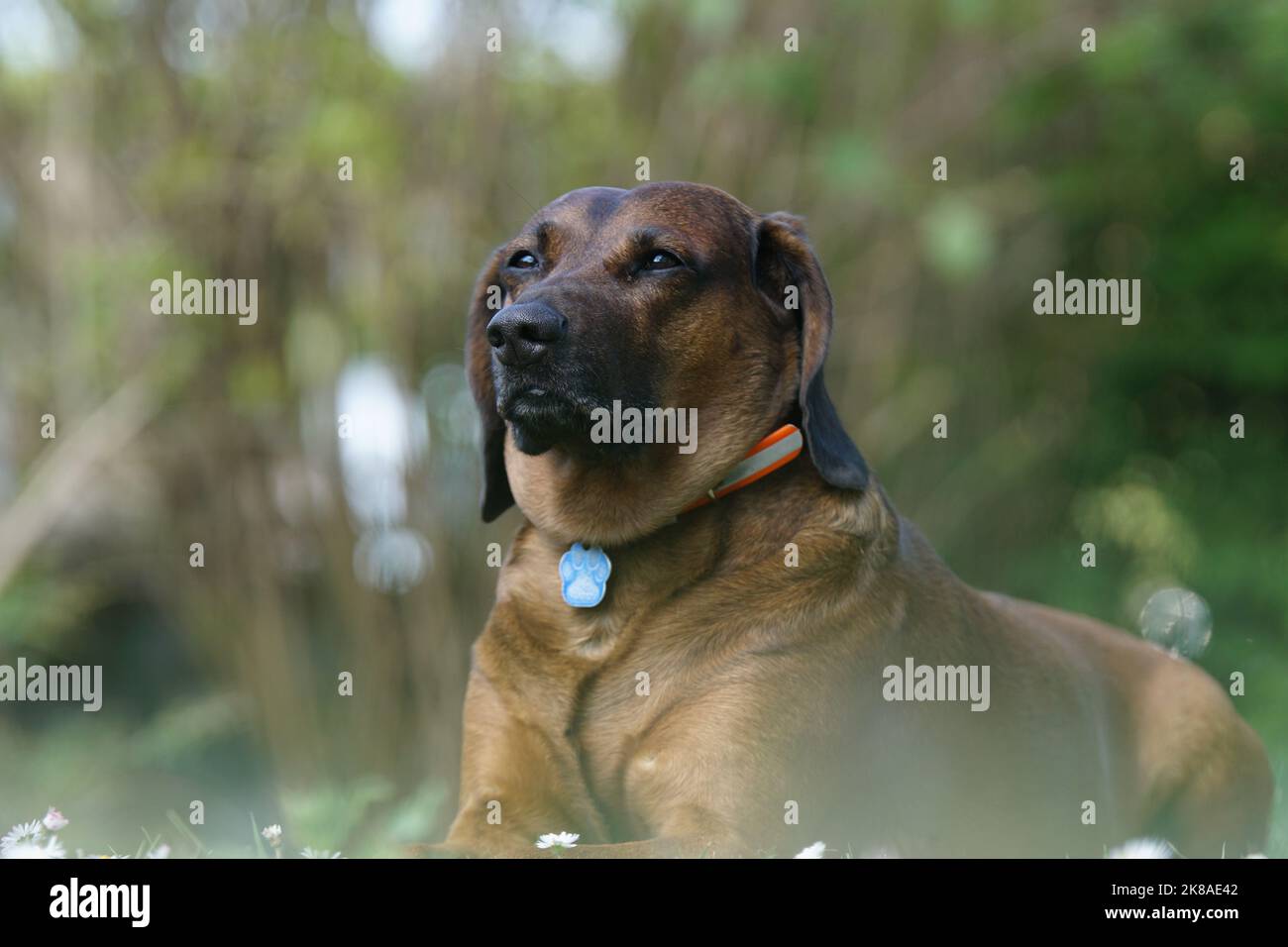 Bayrischer Gebirgsschweißhund Stockfoto