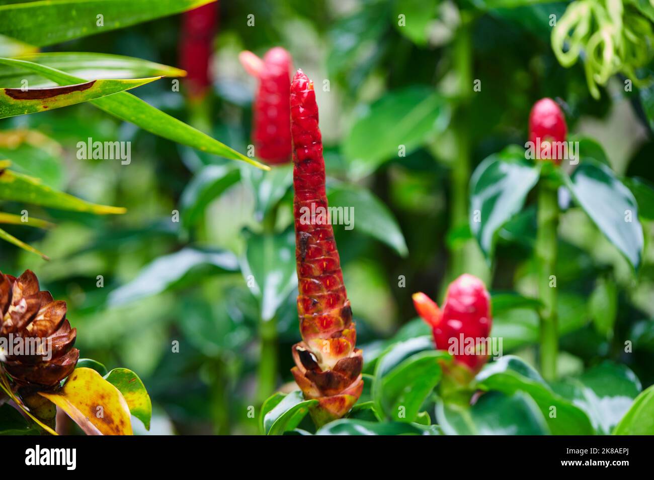 Roter indischer Kopffinger auf grünem Blatt Hintergrund Stockfoto