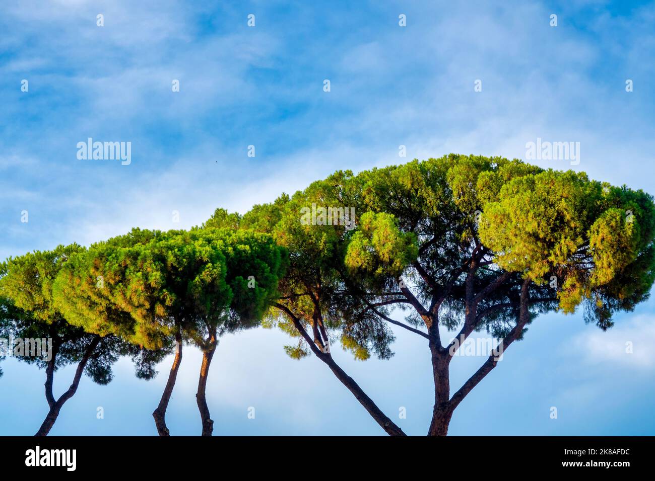 Nahaufnahme der Krone einer italienischen Zirbe Stockfoto