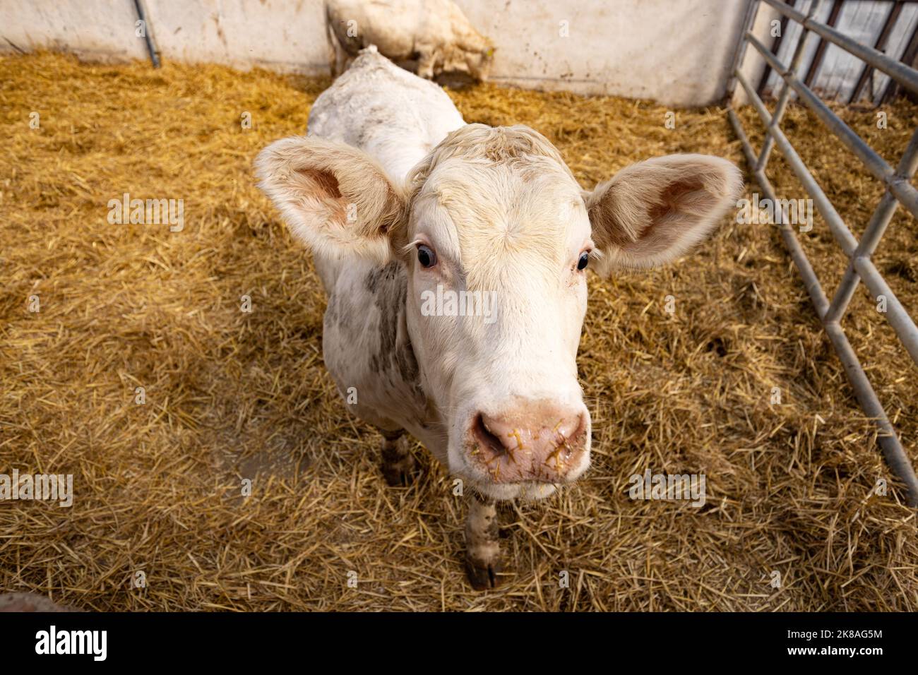 Charolais Kalb in einem Kinderzimmer, kleines Stierportrait Stockfoto