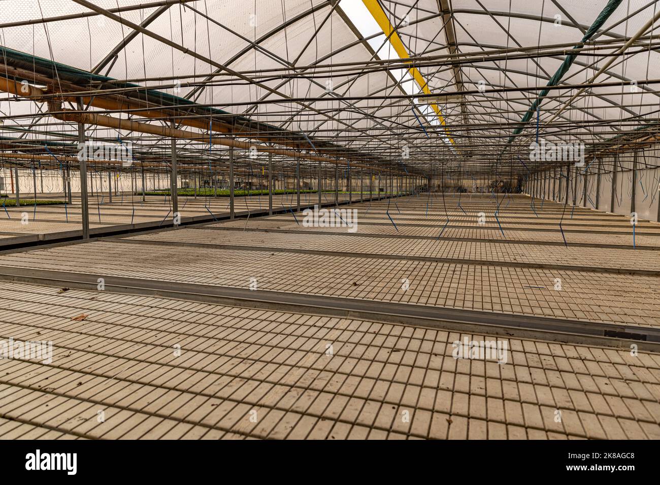 Leeres Gewächshaus mit Bewässerungssystem. Hintergrund des Agrargeschäfts Stockfoto