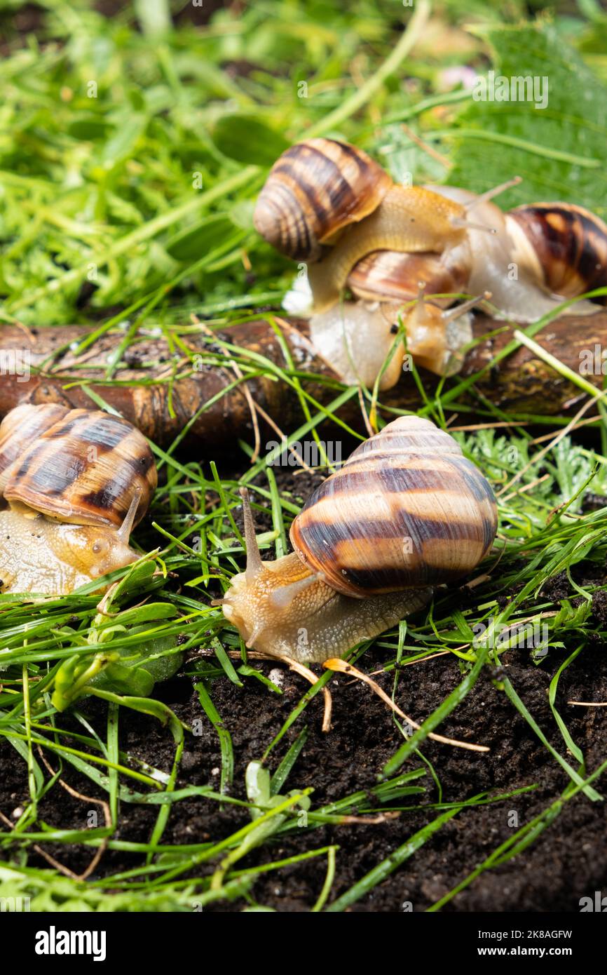 Viele große Traubengartenschnecken Helix pomatia leben im Wald auf dem Gras. Stockfoto