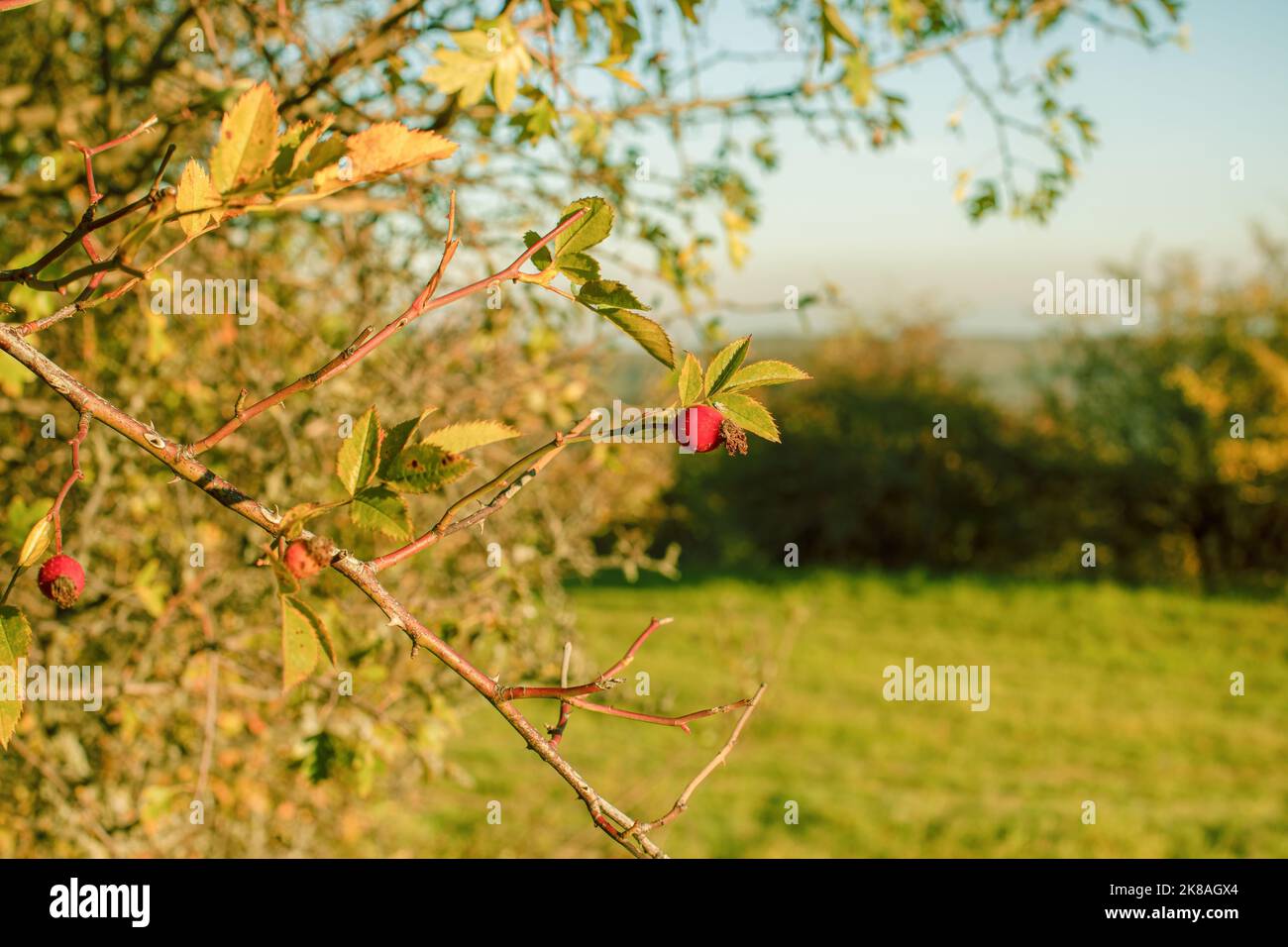 Hagebutte auf einem Busch in der Herbstsaison. Hochwertige Fotos Stockfoto