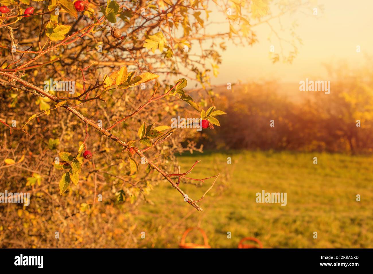 Hagebutte auf einem Busch in der Herbstsaison. Hochwertige Fotos Stockfoto