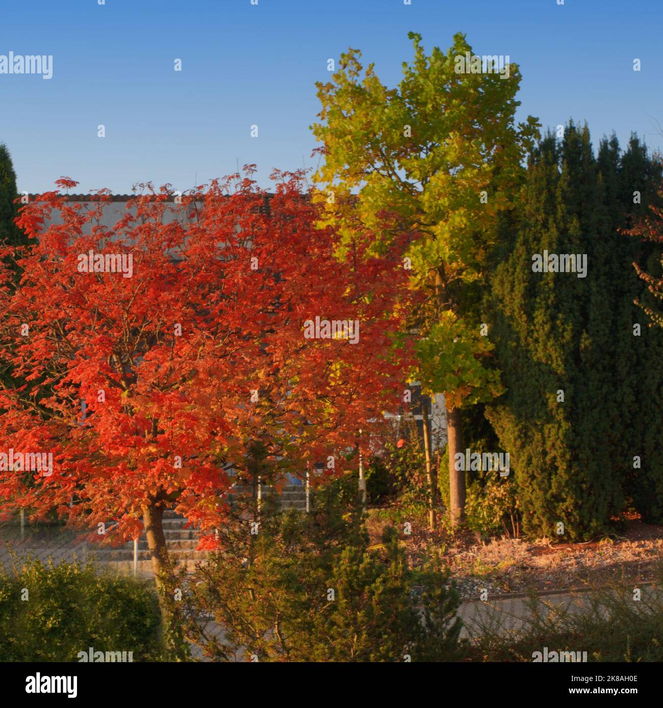 Herbstfärbung in Mainstockheim Stockfoto