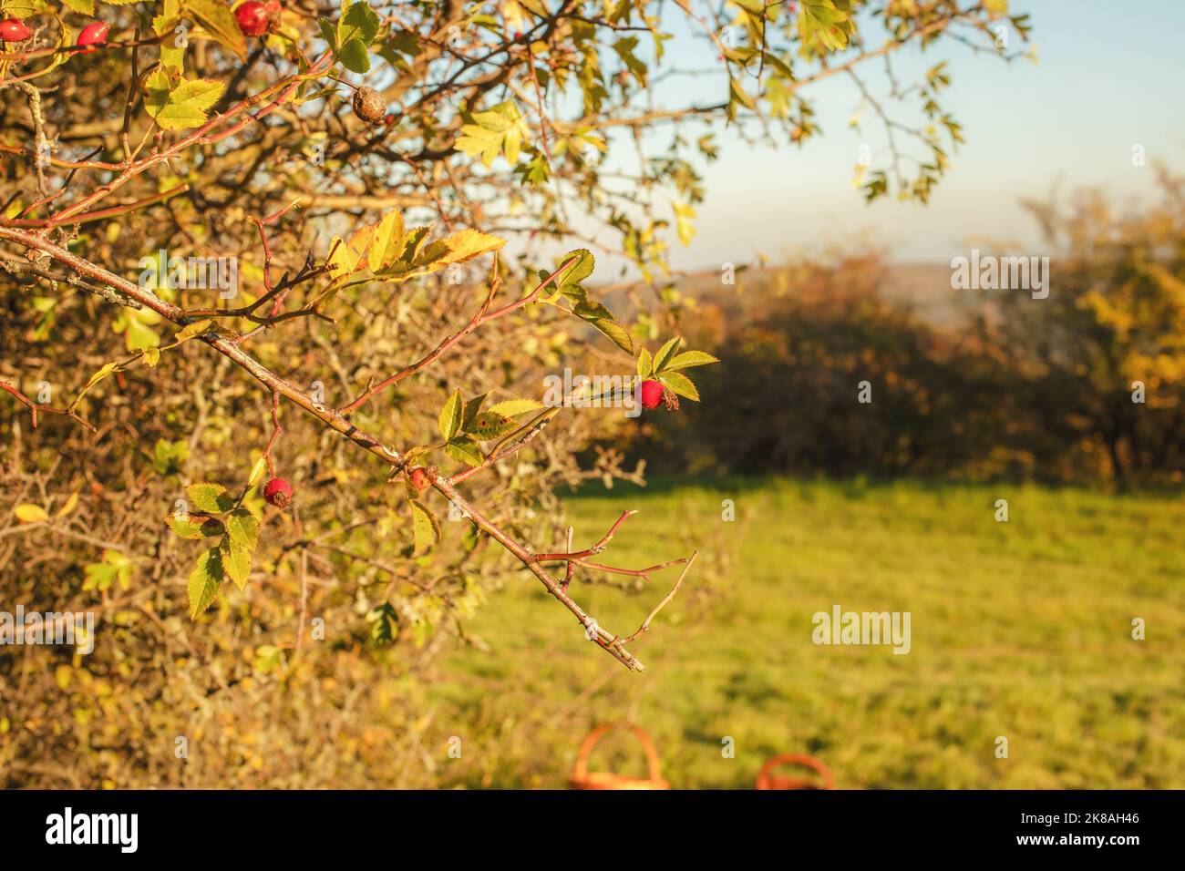 Hagebutte auf einem Busch in der Herbstsaison. Hochwertige Fotos Stockfoto