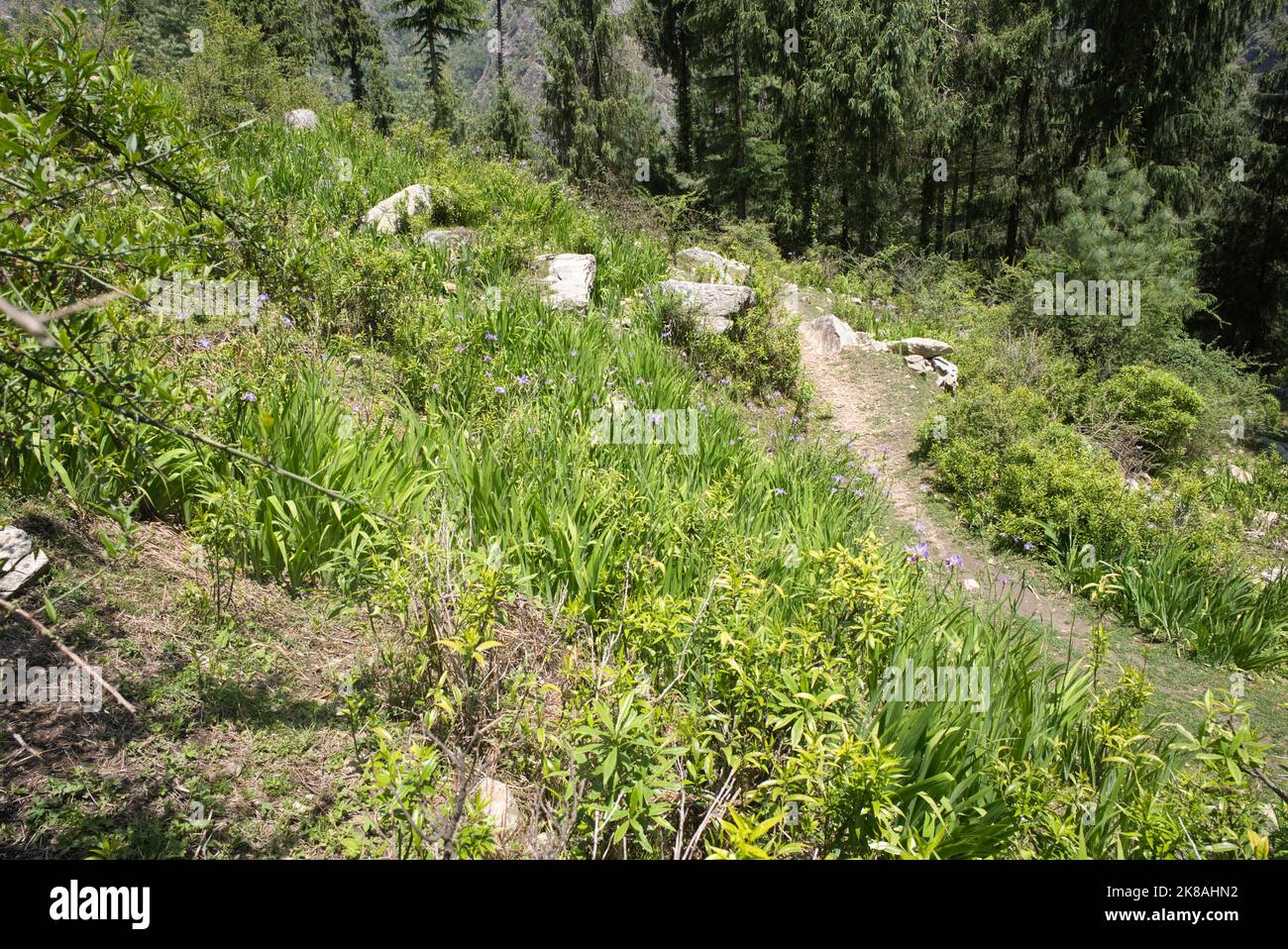 Alpine Berglandschaft mit Irisblumen auf einer kleinen Wiese, umgeben von Grün und Laub Stockfoto