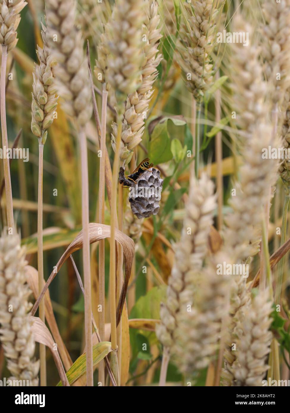 Nest der europäischen Papierwespe (lateinischer Name: Polistes dominula) mit alleinstehenden Weibchen, fotografiert in Westserbien Stockfoto