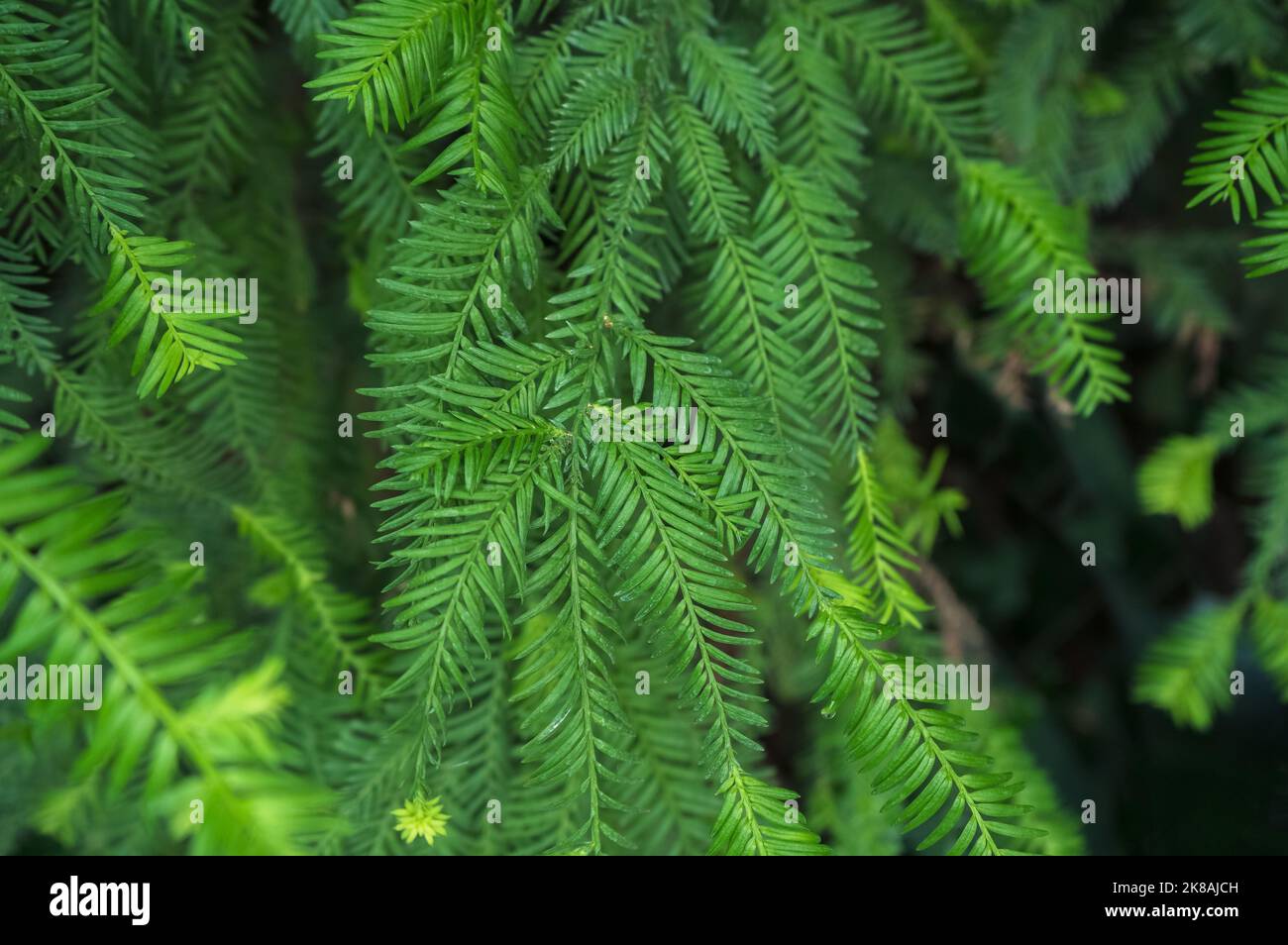 Blick von oben auf junge Sequoia-Zweige Stockfoto