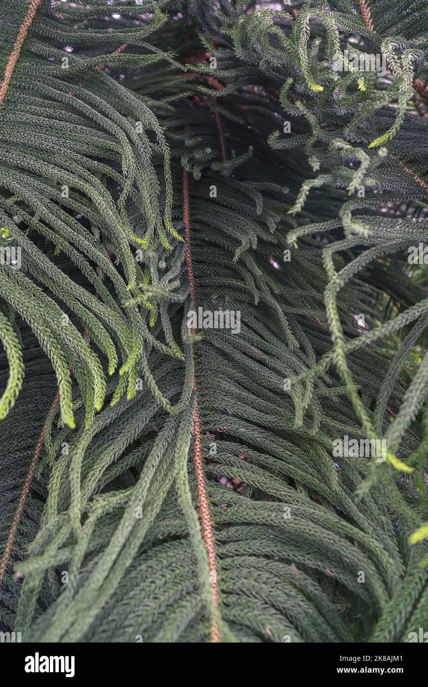 Zweige und Blätter der Araucaria heterophylla Norfolk Insel Kiefer aus der Nähe Stockfoto