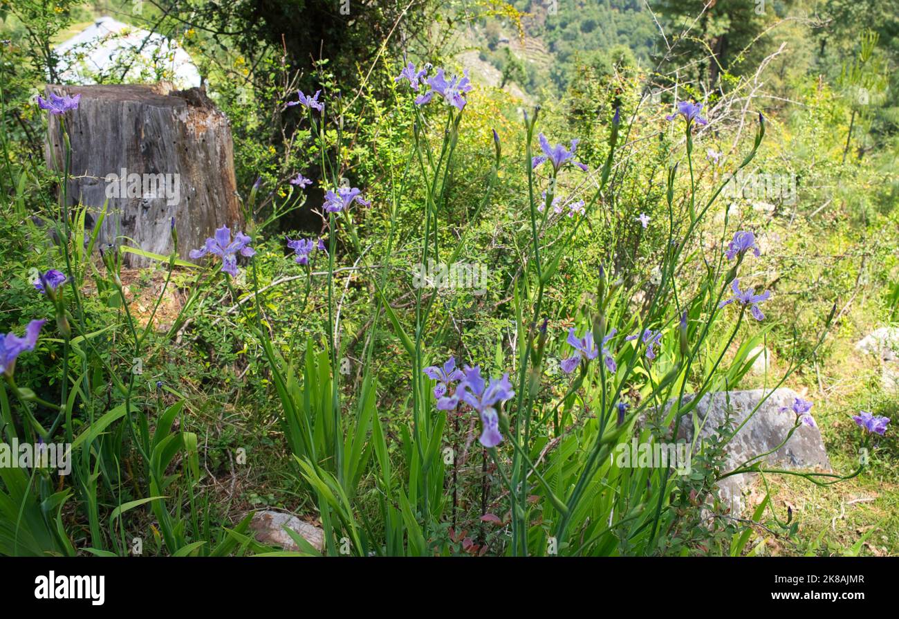 Alpine Berglandschaft mit Irisblumen auf einer kleinen Wiese, umgeben von Grün und Laub Stockfoto