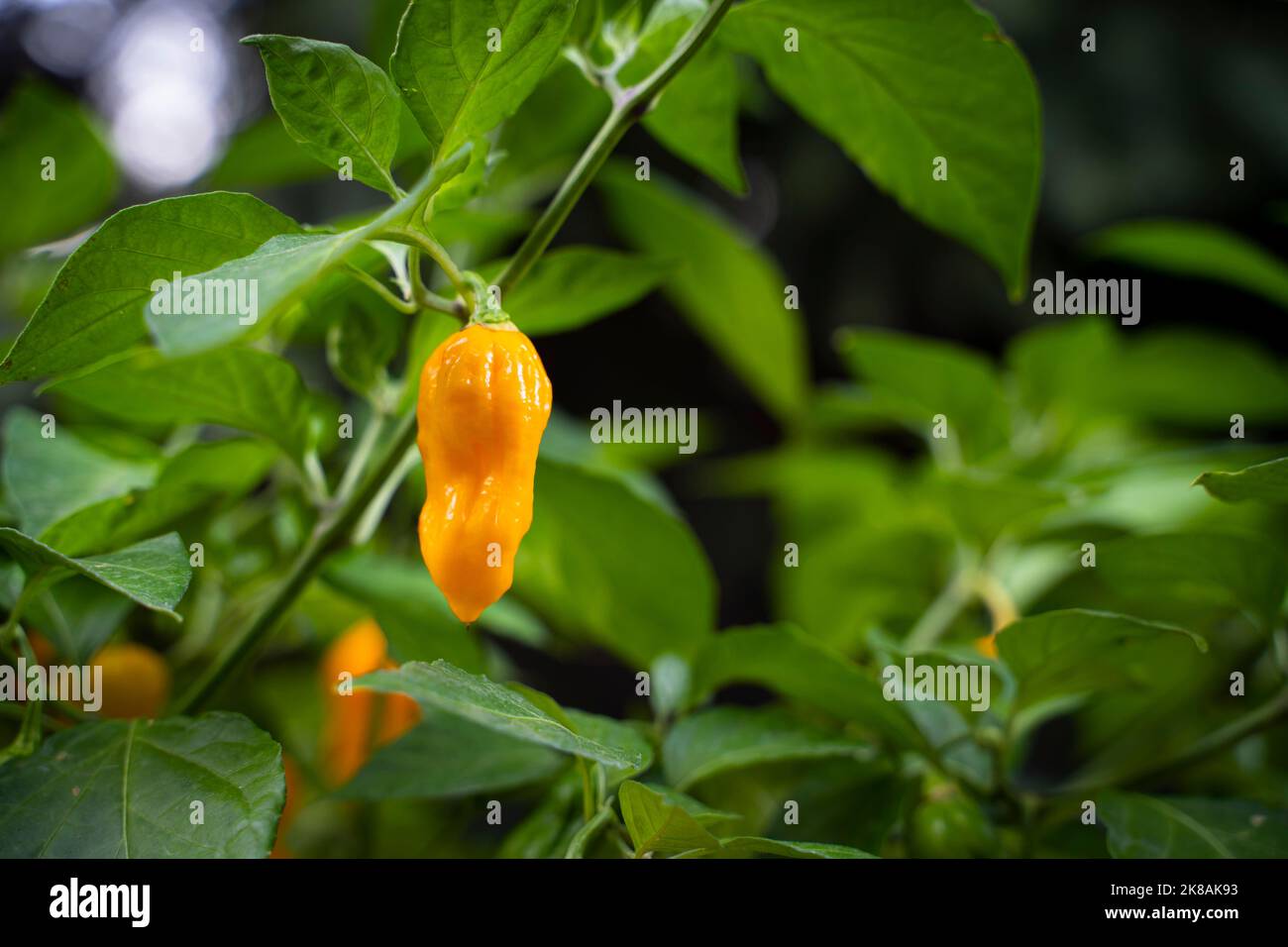 7 Pot Chaguanas Gelbe scharfe Chilischote. Reife orange und gelbe Paprika auf der Pflanze. Verschwommener Hintergrund. Stockfoto