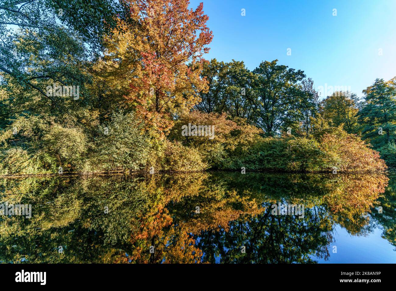 Tiergarten im Herbst, Herbstfarben, verstärkte Blätter, Berlin, Deutschland Stockfoto