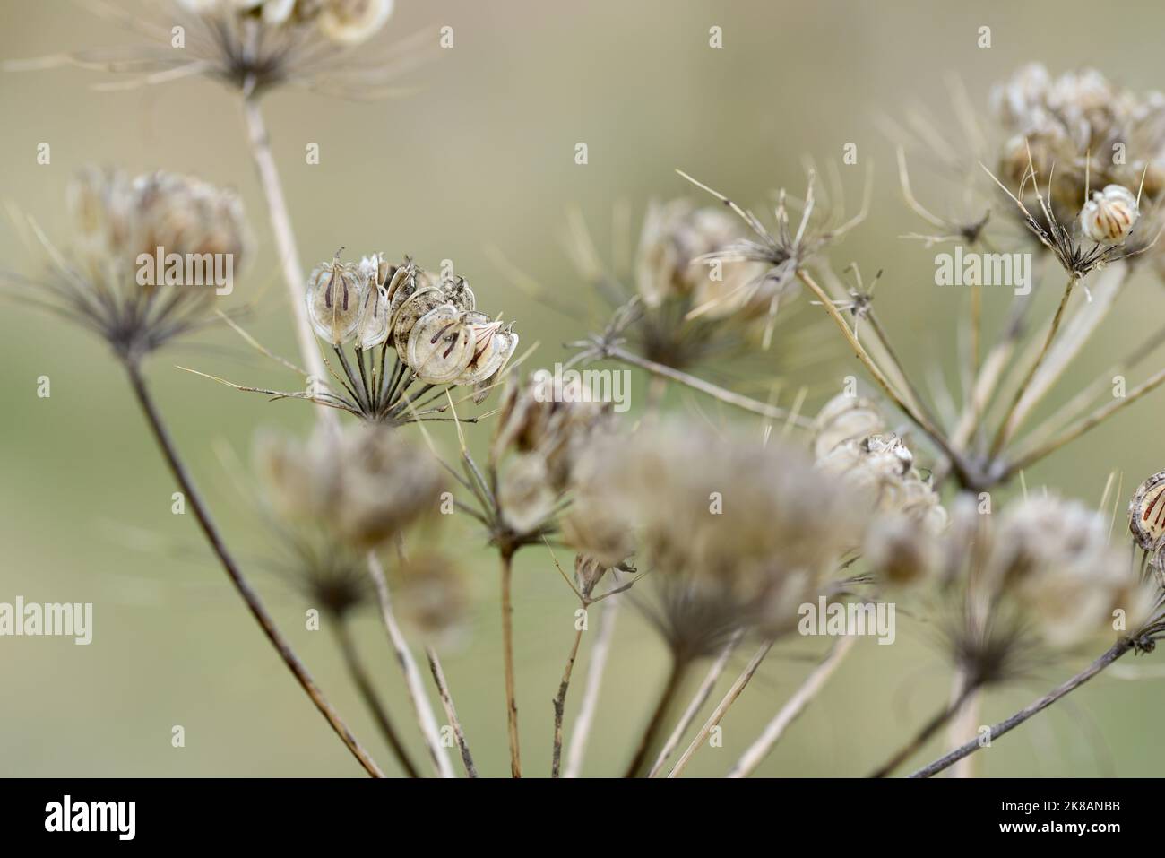 Transparente Hogweed-Samen trocknen auf der Pflanze Stockfoto