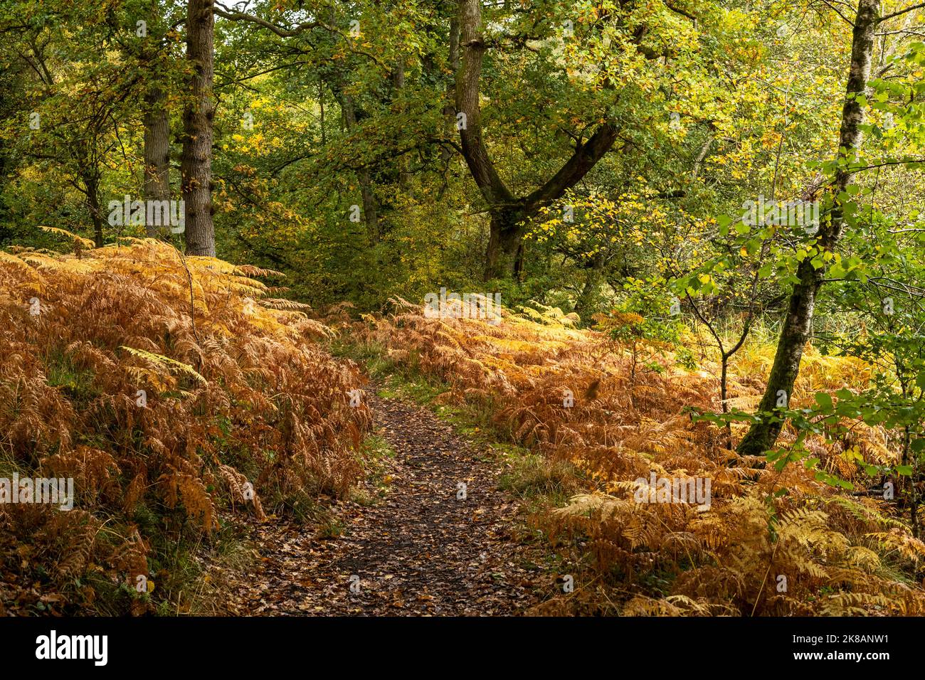 Cannop Ponds ein örtliches Gloucestershire-Reservoir und ein Wildtierparadies sind aufgrund eines ausfallenden, 200 Jahre alten Staudamms bedroht. Forstwirtschaft England. Stockfoto